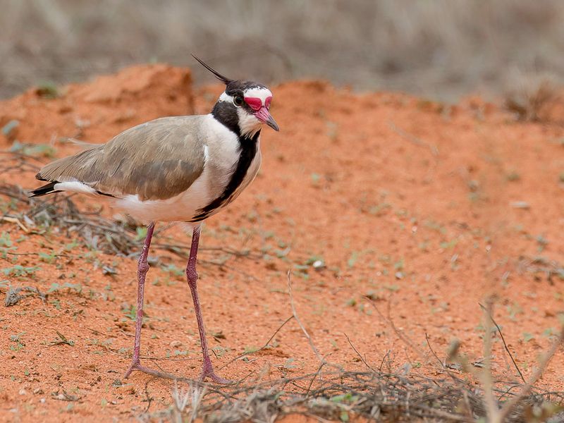 Black-headed Lapwing