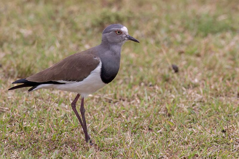 Black-winged Lapwing