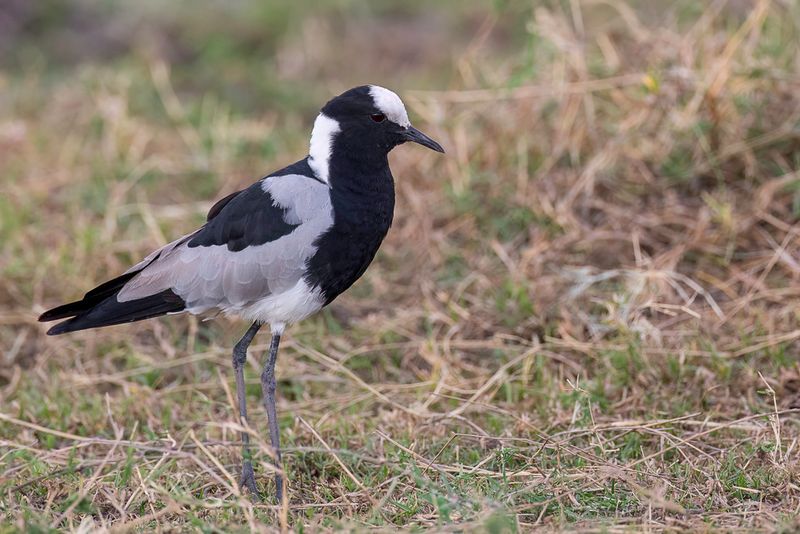 Blacksmith Lapwing