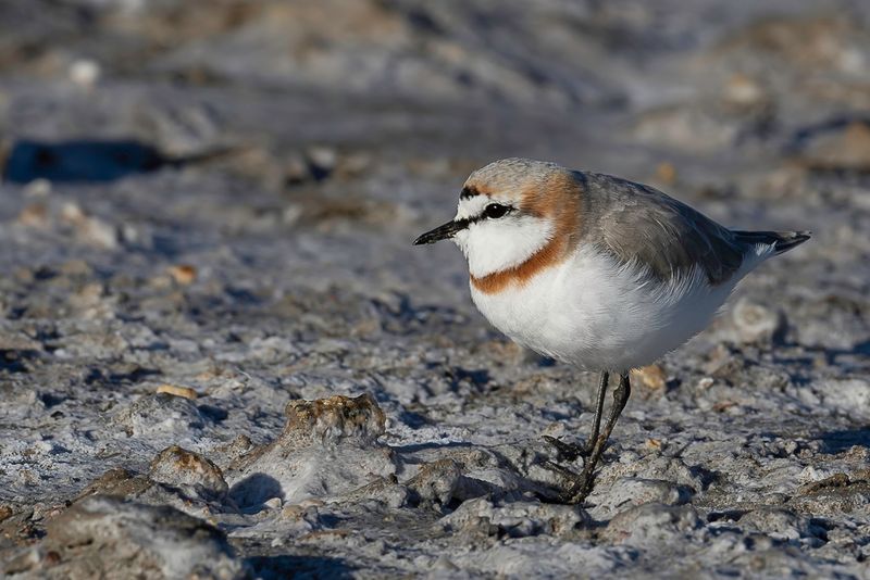 Chestnut-banded Plover