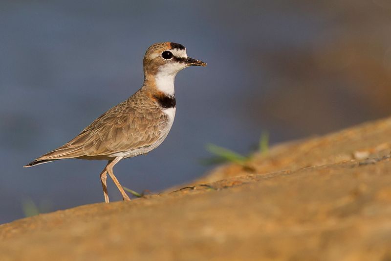 Collared Plover
