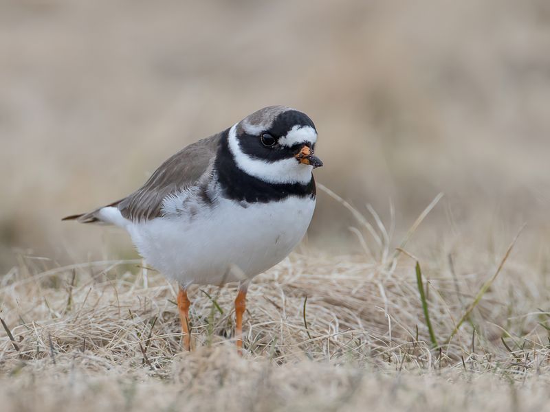 Common Ringed Plover