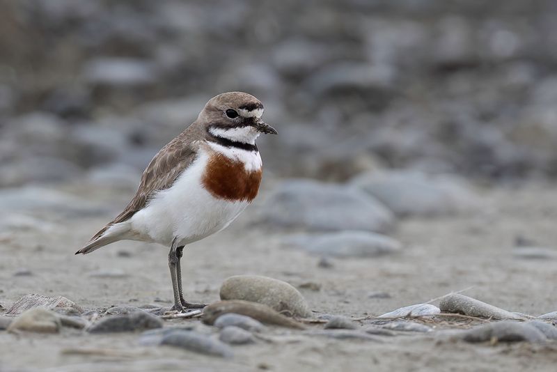 Double-banded Plover