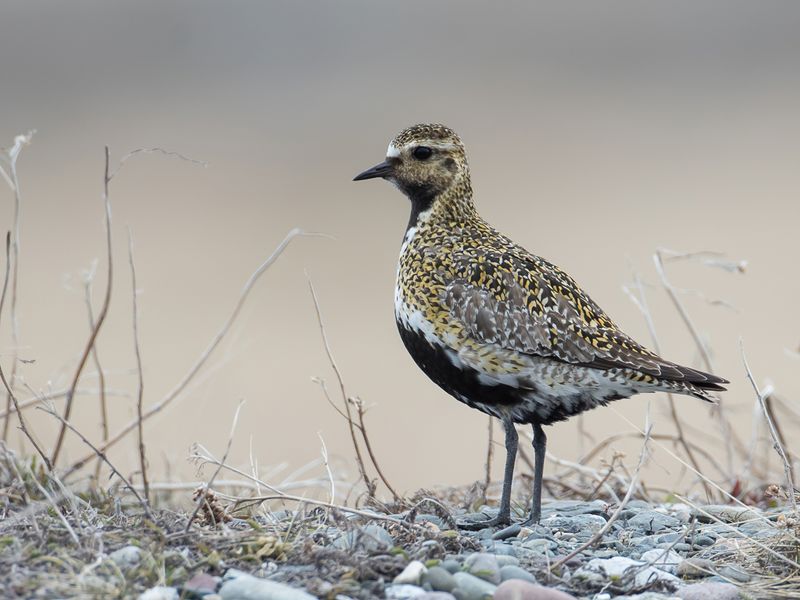 European Golden Plover (f)