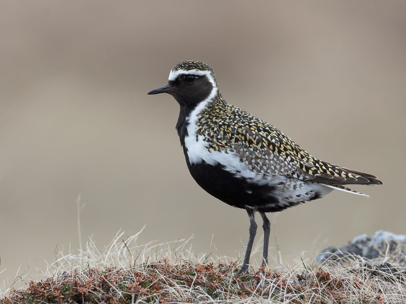 European Golden Plover (m)