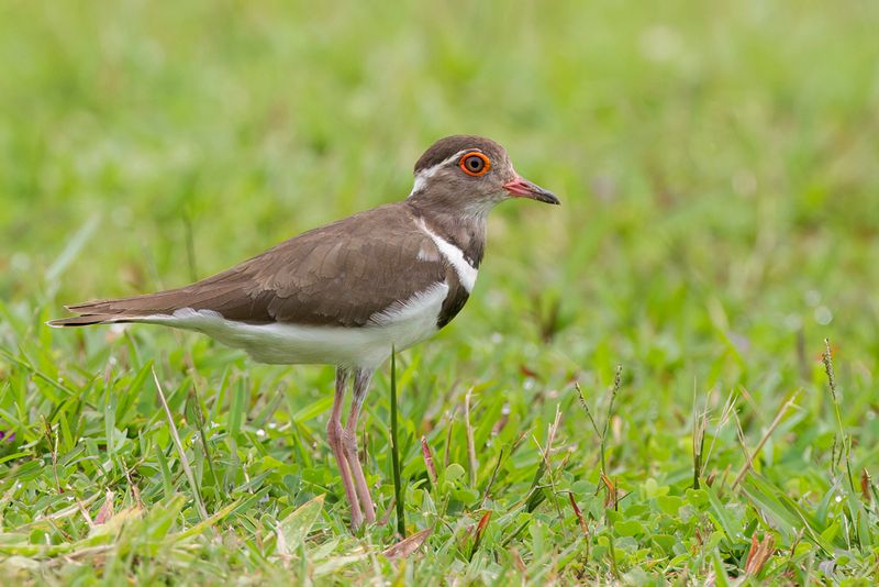 Forbes Plover