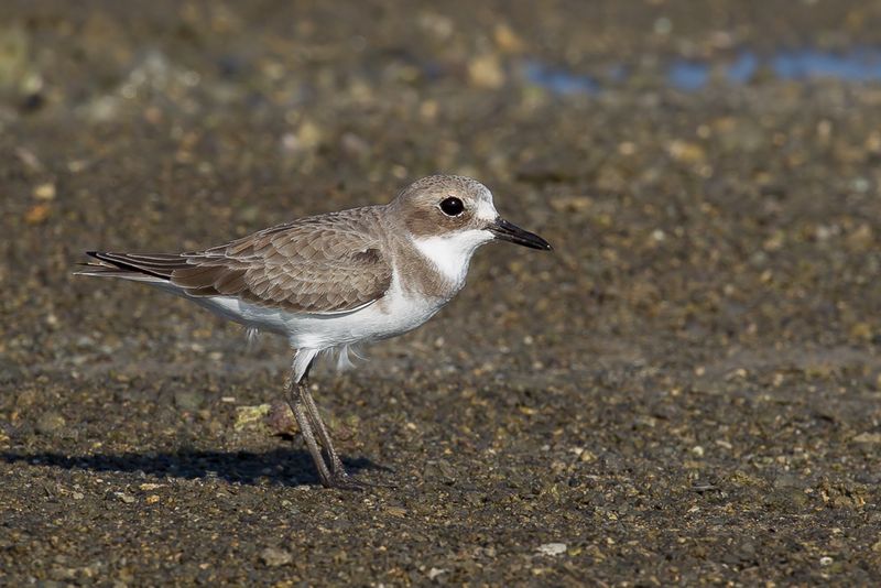 Greater Sand Plover