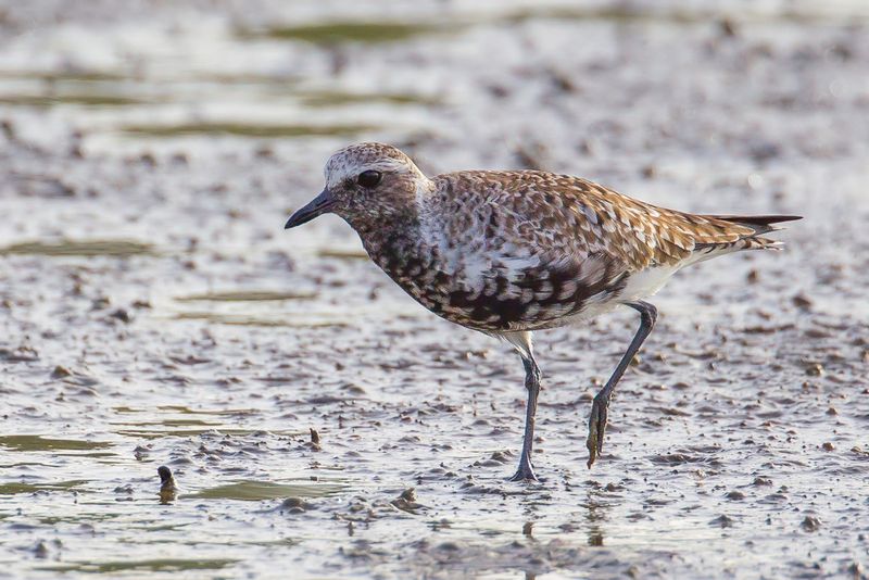 Grey Plover
