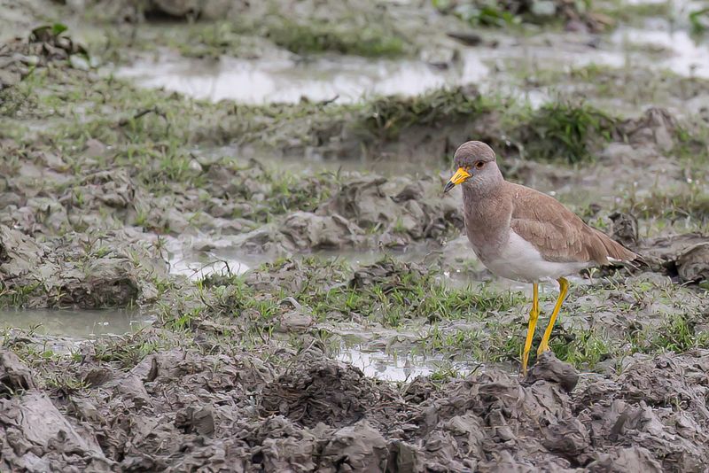 Grey-headed Lapwing