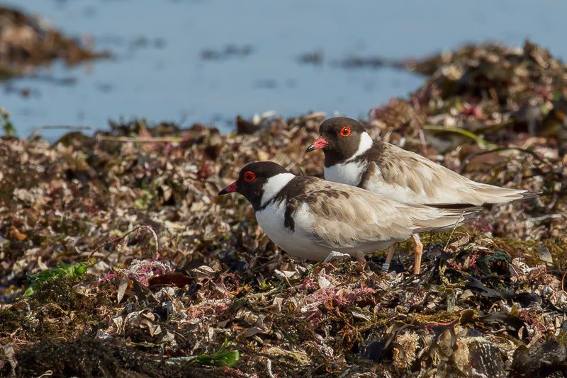 Hooded Plover
