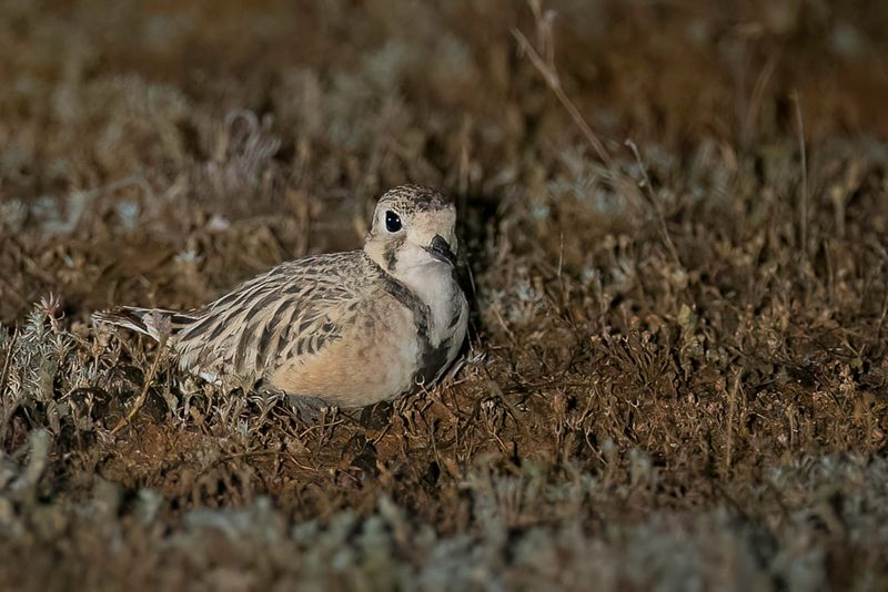 Inland Dotterel