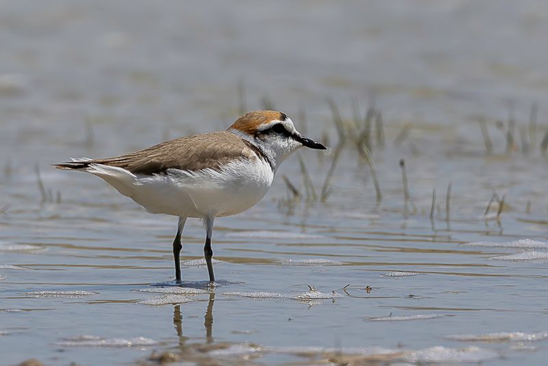 Kentish Plover
