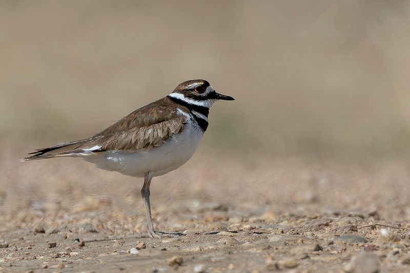 Killdeer