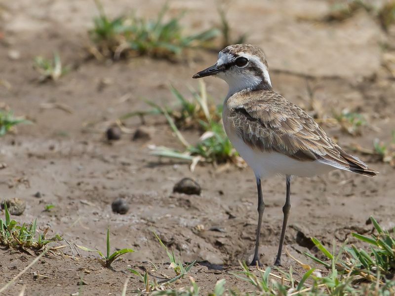 Kittlitz's Plover