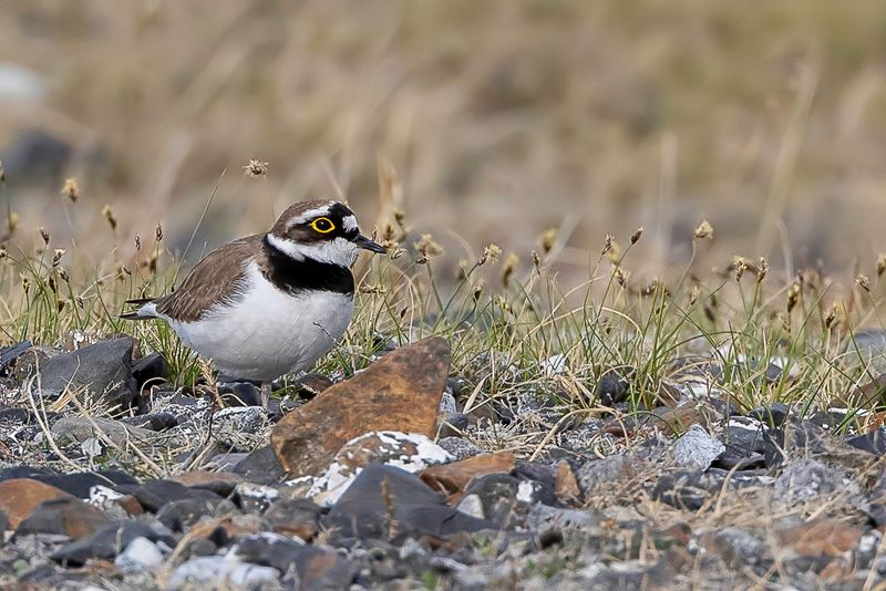 Little Ringed Plover