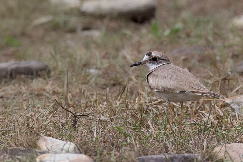 Long-billed Plover