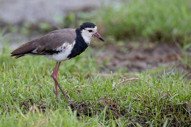 Long-toed Lapwing