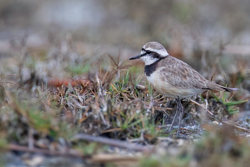 Madagascar Plover