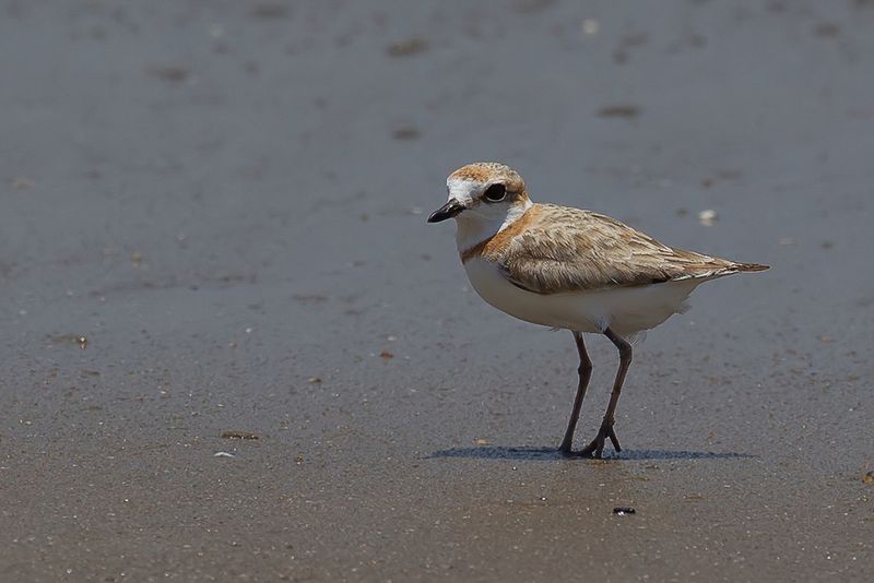 Malaysian Plover (f)