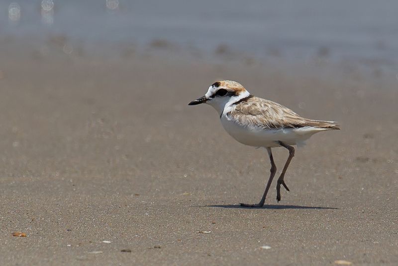Malaysian Plover (m)