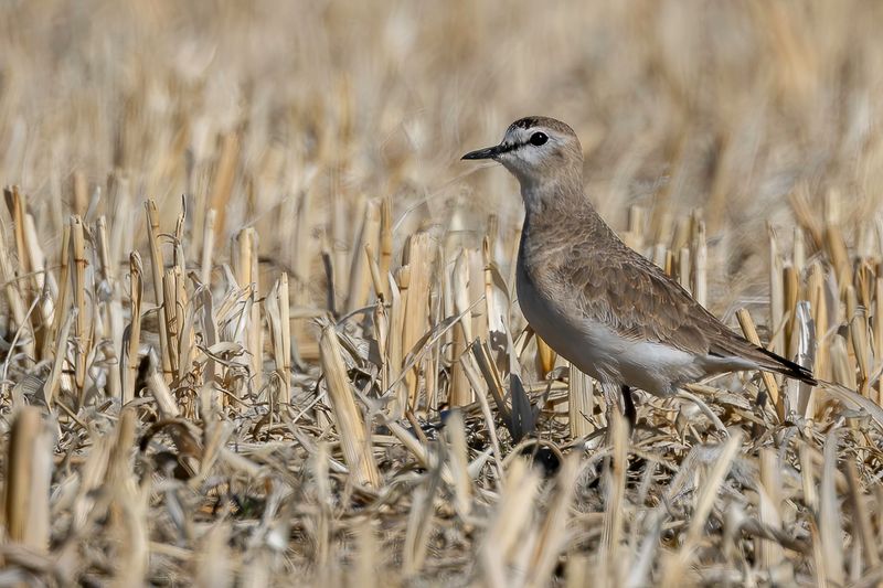 Mountain Plover