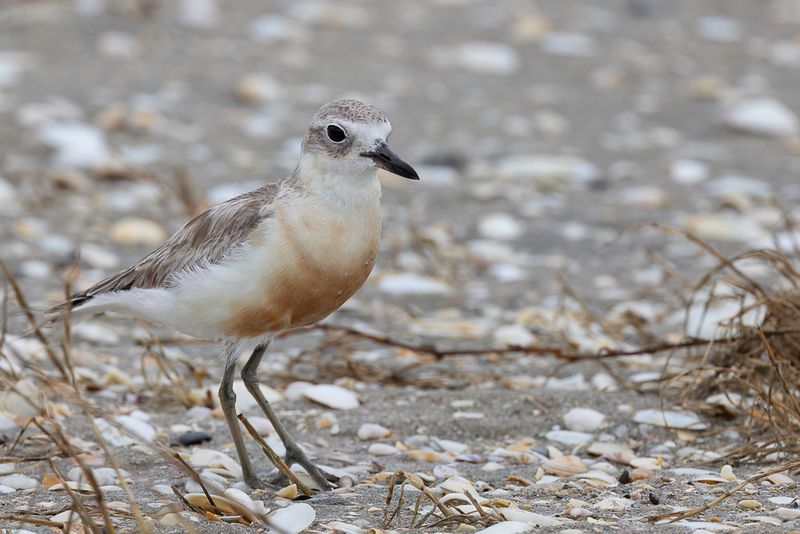New Zealand Plover