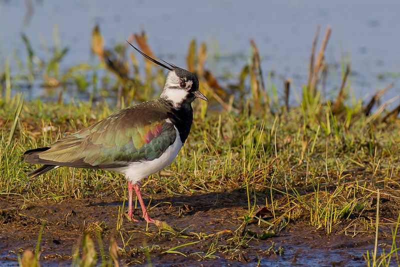 Northern Lapwing