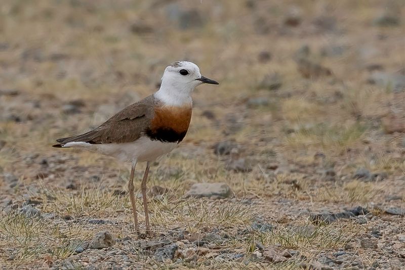 Oriental Plover
