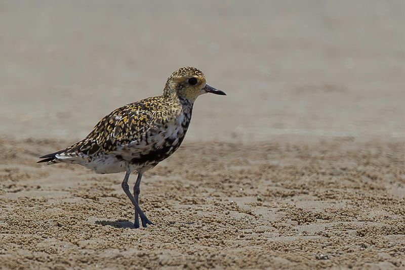 Pacific Golden Plover (f)