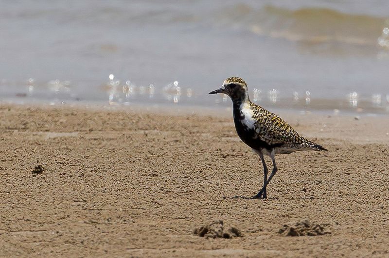 Pacific Golden Plover (m)