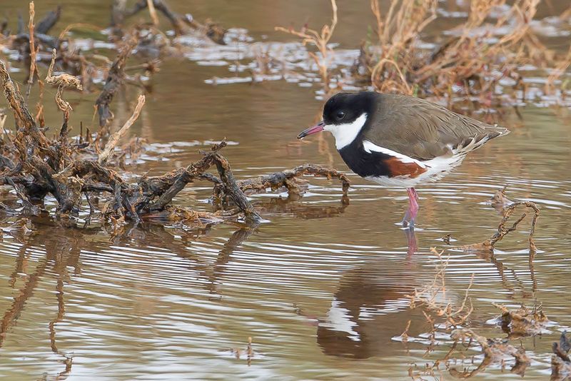 Red-kneed Dotterel