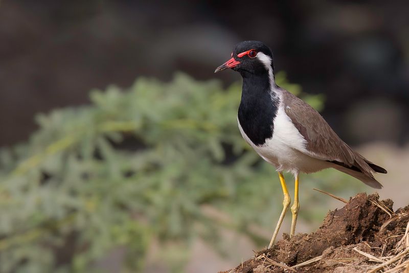 Red-wattled Lapwing