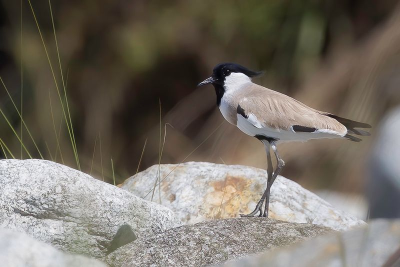 River Lapwing