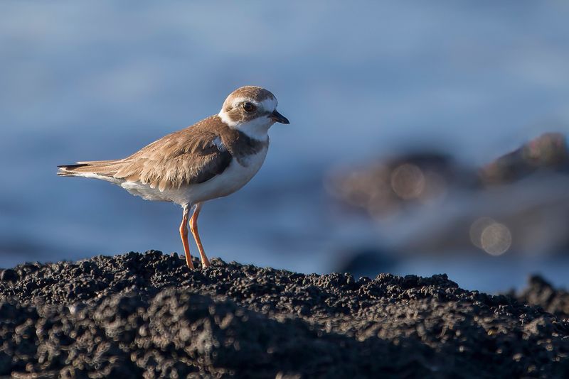 Semi-palmated Plover