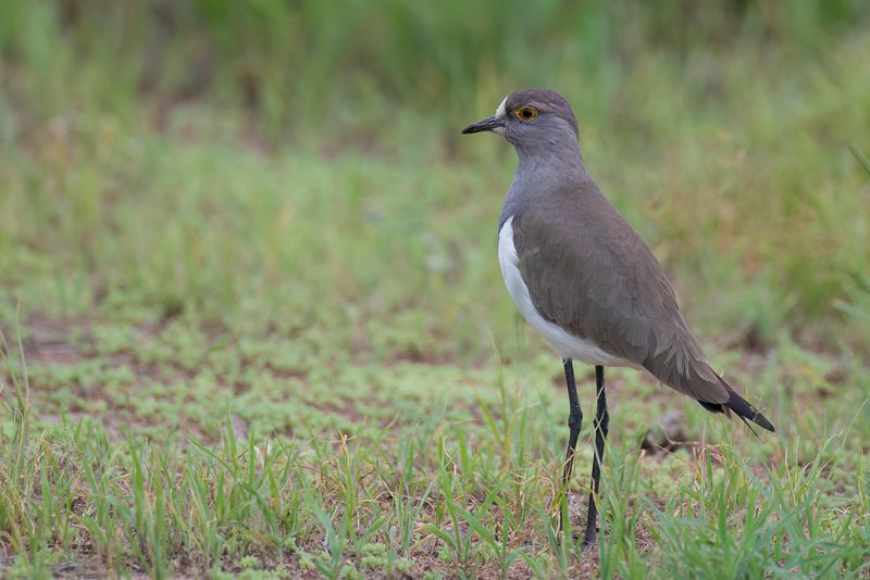 Senegal Lapwing