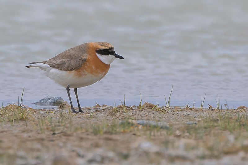 Siberian Sand Plover