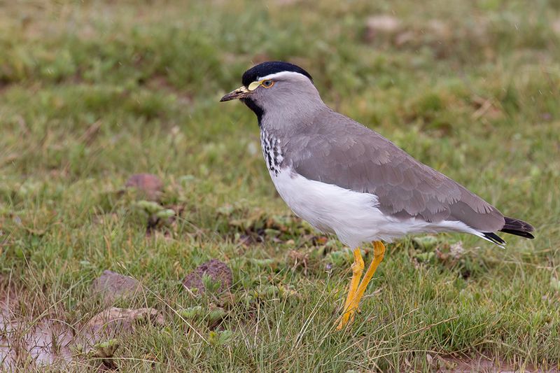 Spot-breasted Lapwing