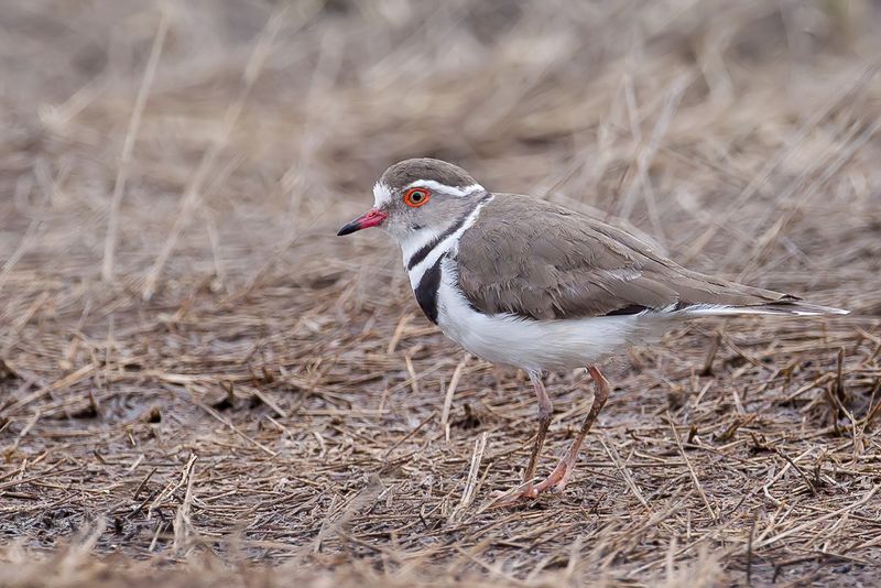 Three-banded Plover