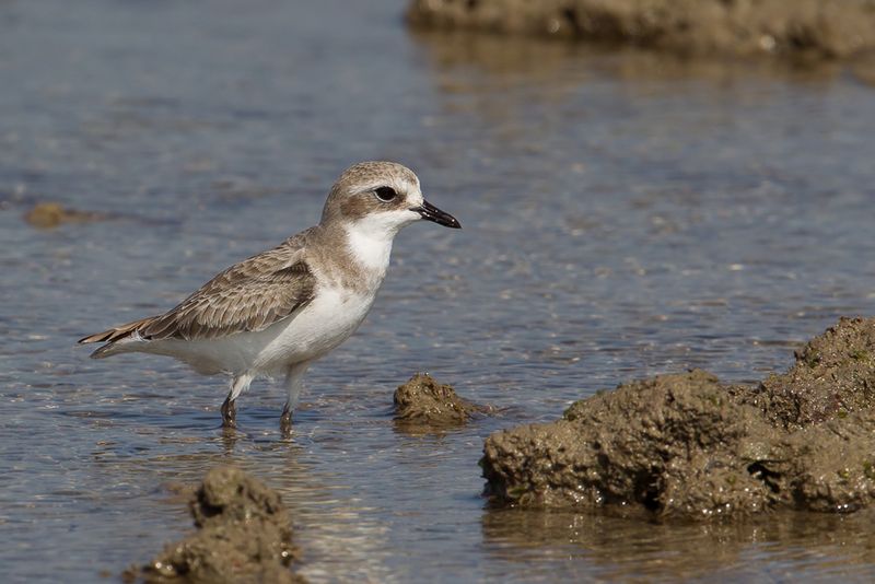 Tibetan Sand Plover