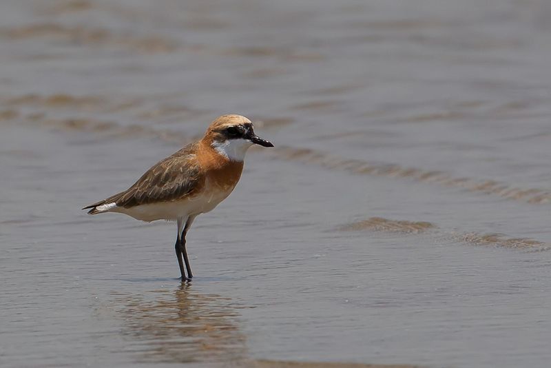 Tibetan Sand Plover