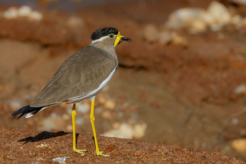 Yellow-wattled Lapwing