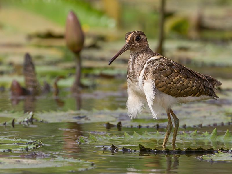 Greater Painted Snipe (m)