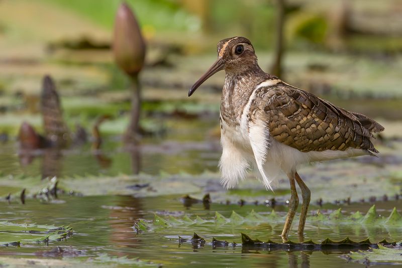 039 Rostratulidae - Painted-snipes