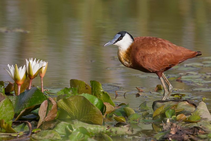 African Jacana