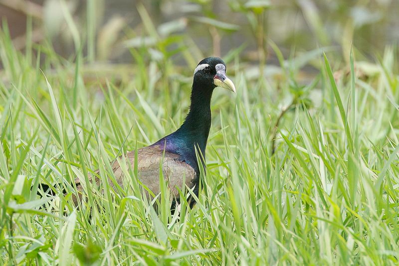 Bronze-winged Jacana