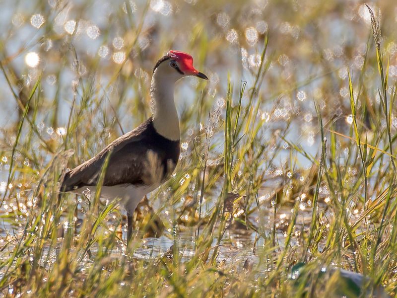 Comb-crested Jacana