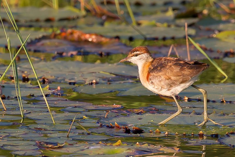 Lesser Jacana