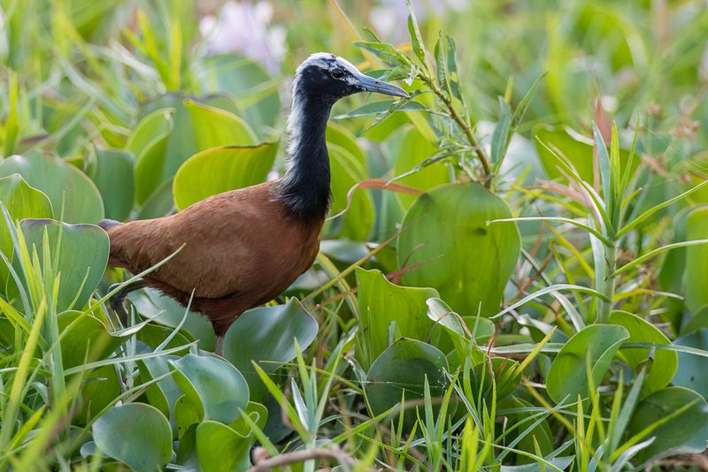 Madagascar Jacana