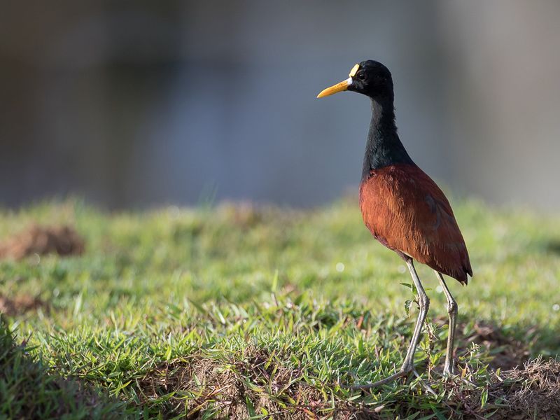 Northern Jacana