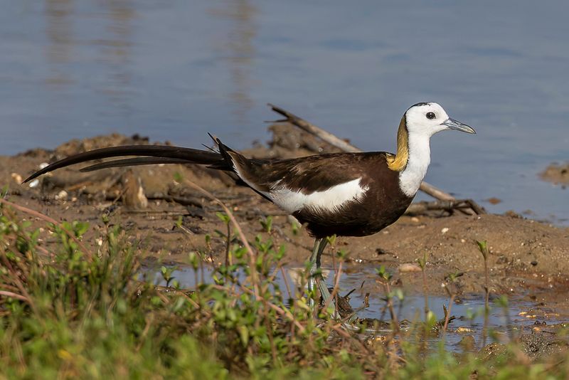 Pheasant-tailed Jacana (m)